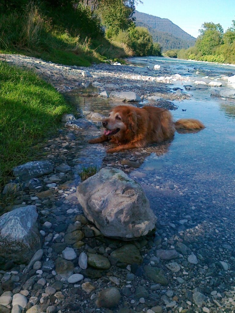 A Dog Wading in a Shallow Stream With a Rock in the Foreground and Trees in the Background